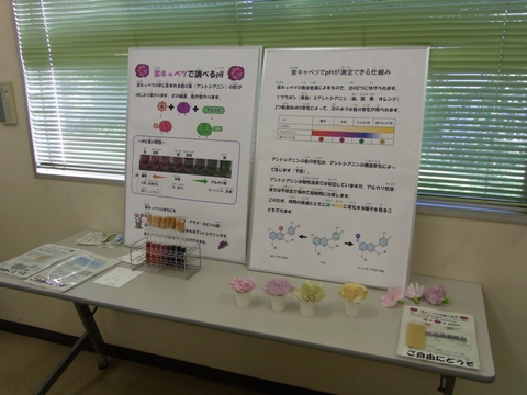 図:紫キャベツの色素